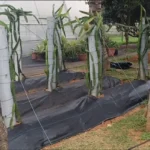 Dragon Fruit Weed Mat