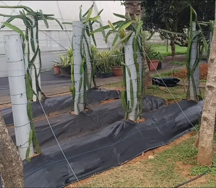 Dragon Fruit Weed Mat