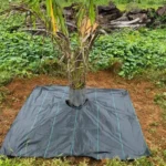 Weed Mat for Coconut Plant