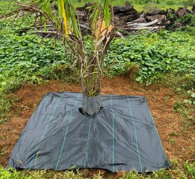 Weed Mat for Coconut Plant
