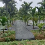 Weed Mat for Arecanut