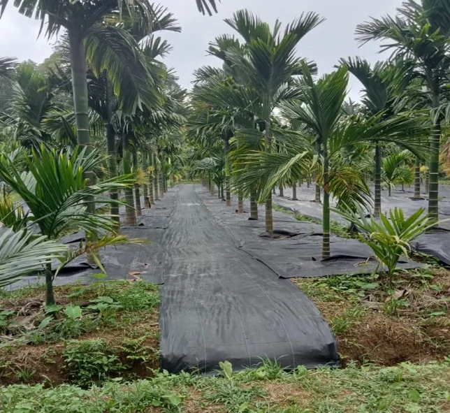 Weed Mat for Arecanut