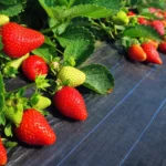 Weed Mat for Fruits