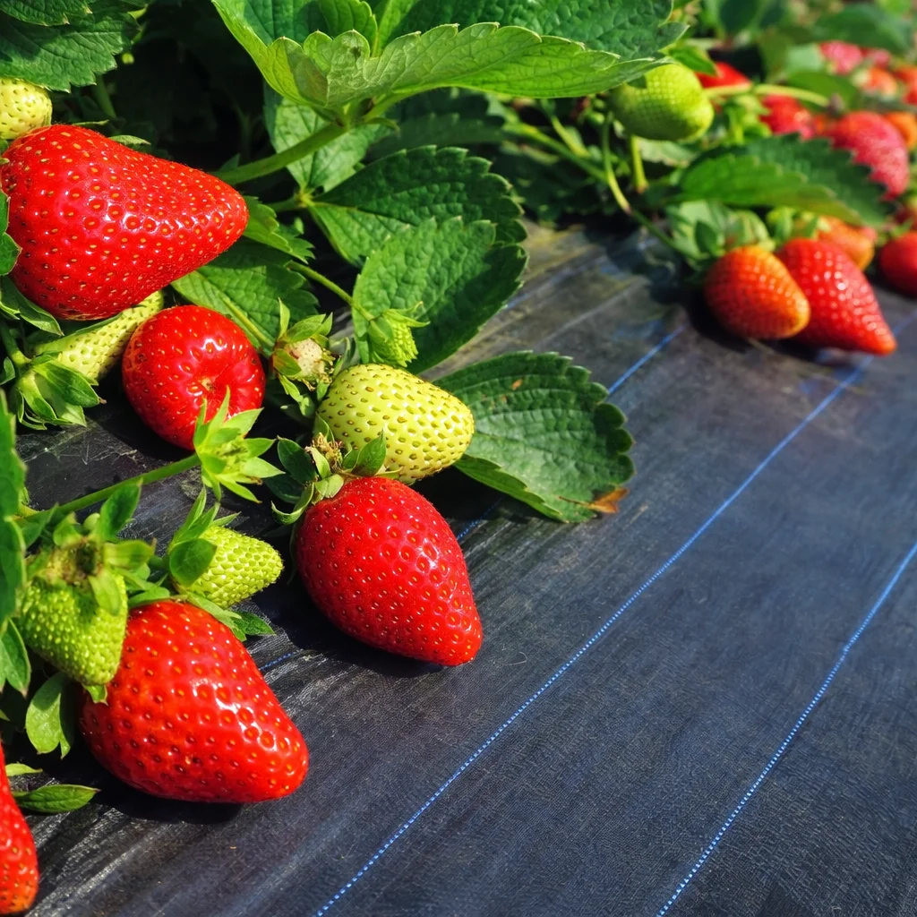 Weed Mat for Fruits