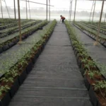 Weed Mat for Nursery