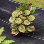 Weed Mat for Vegetables