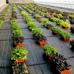 Weed Mats for Plants