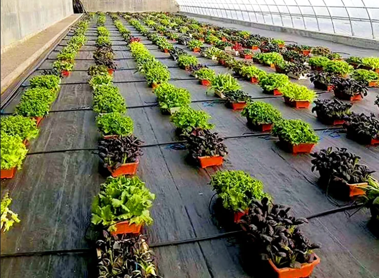 Weed Mats for Plants